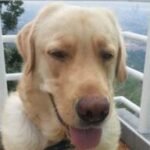 Profile photo of Rufus